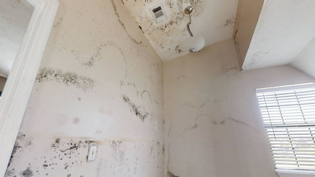 Best Real Estate Mold Inspection  in El Jon, CA