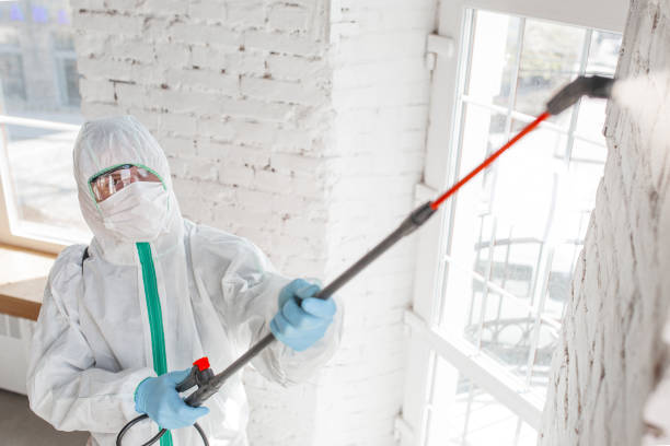 Best Mold Documentation for Insurance Claims  in El Jon, CA