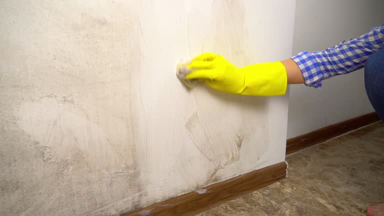Mold Documentation for Insurance Claims in El Cajon, CA