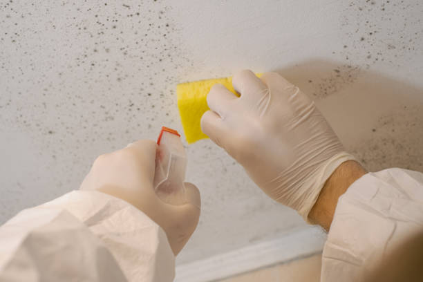 Best Attic Mold Removal  in El Jon, CA