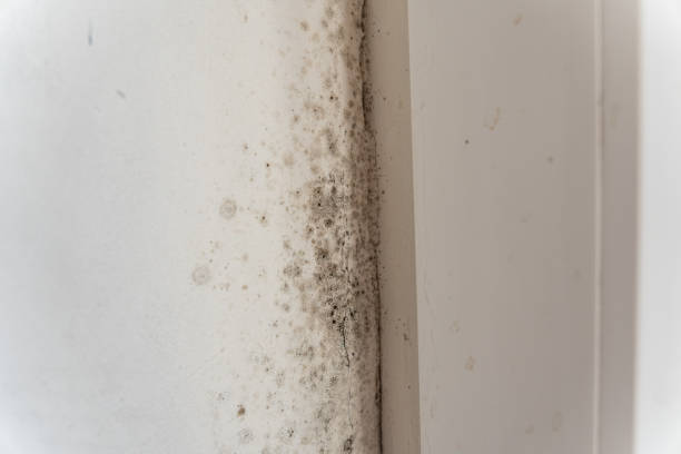 Best Mold Remediation for Healthcare Facilities  in El Jon, CA