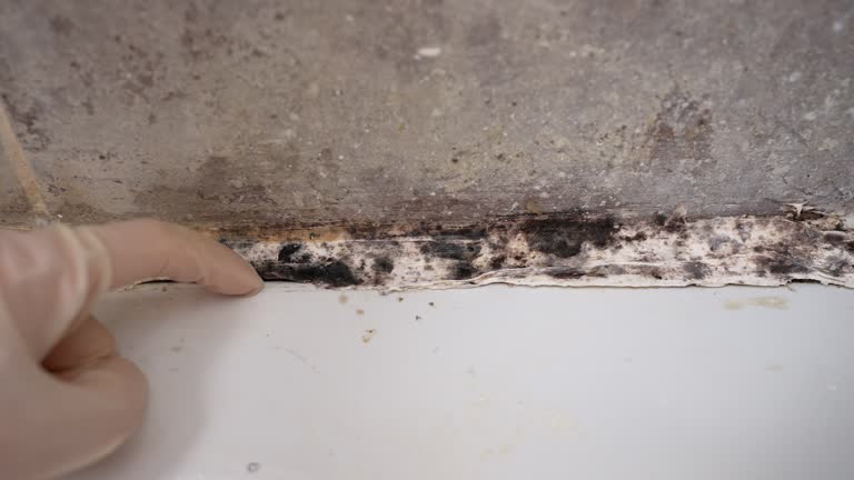 Dehumidification Services in El Cajon, CA